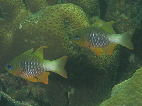 Griffin's cardinalfish (Ostorhinchus griffini) — Apogonidae