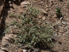 Chrozophora oblongifolia