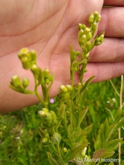Erigeron bonariensis