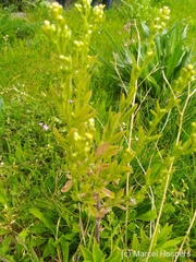 Erigeron bonariensis