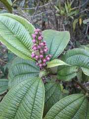 Miconia tococa