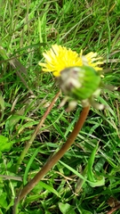 Taraxacum