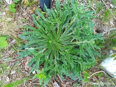 Echium vulgare