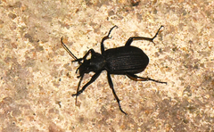 Calosoma planicolle