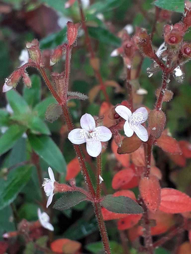 Appendicularia
