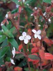 Appendicularia thymifolia