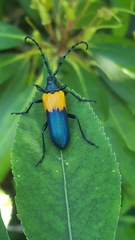Desmocerus palliatus