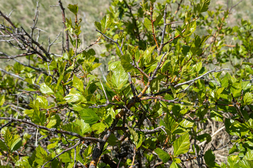 cerro hawthorn (Crataegus erythropoda)