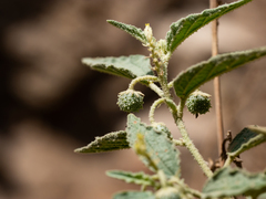Chrozophora oblongifolia