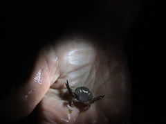 Cycloxanthops novemdentatus