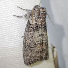 Discophlebia celaena