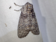 Discophlebia celaena