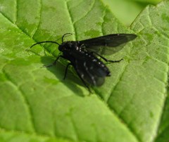 Phymatocera aterrima