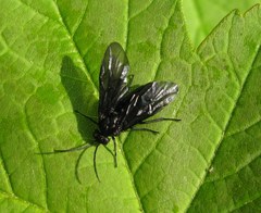 Phymatocera aterrima