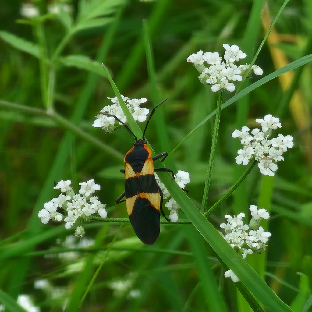 Large Milkweed Bug from Avery Ranch Parkside, Austin, TX 78717, USA on May 5, 2024 at 0327 PM