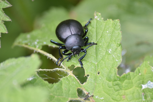 Timarcha tenebricosa