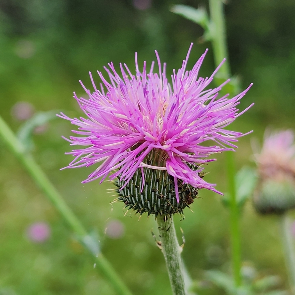 Texas Thistle from Avery Ranch Parkside, Austin, TX 78717, USA on May 5, 2024 at 0324 PM by