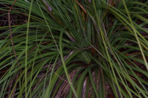 Image of Nolina lindheimeriana by (c) Michelle W. （鍾偉瑋）, some rights reserved (CC BY)