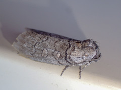 Discophlebia celaena