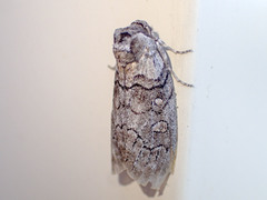 Discophlebia celaena