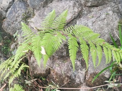 Amauropelta concinna