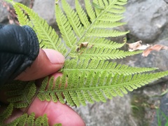 Amauropelta concinna