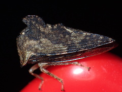 Heliria cristata