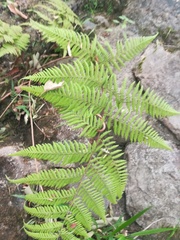 Amauropelta concinna