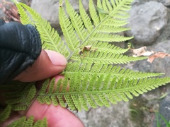 Amauropelta concinna