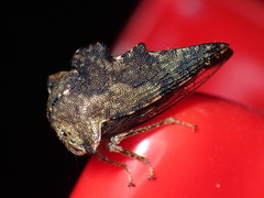 Heliria cristata
