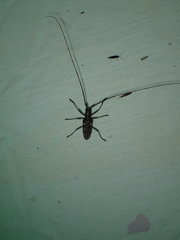 Monochamus titillator