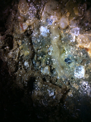 Enchiridium punctatum