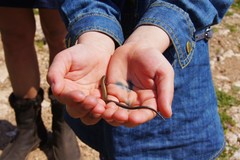 Ablepharus kitaibelii