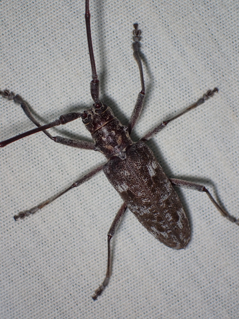 Southern pine sawyer