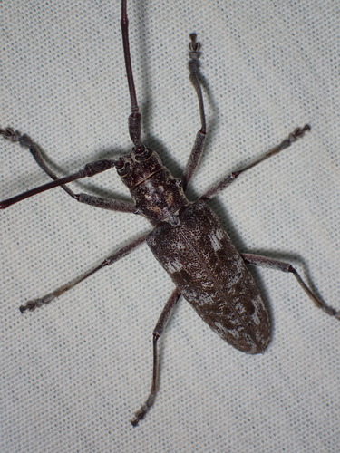 Southern pine sawyer