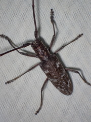 Monochamus titillator