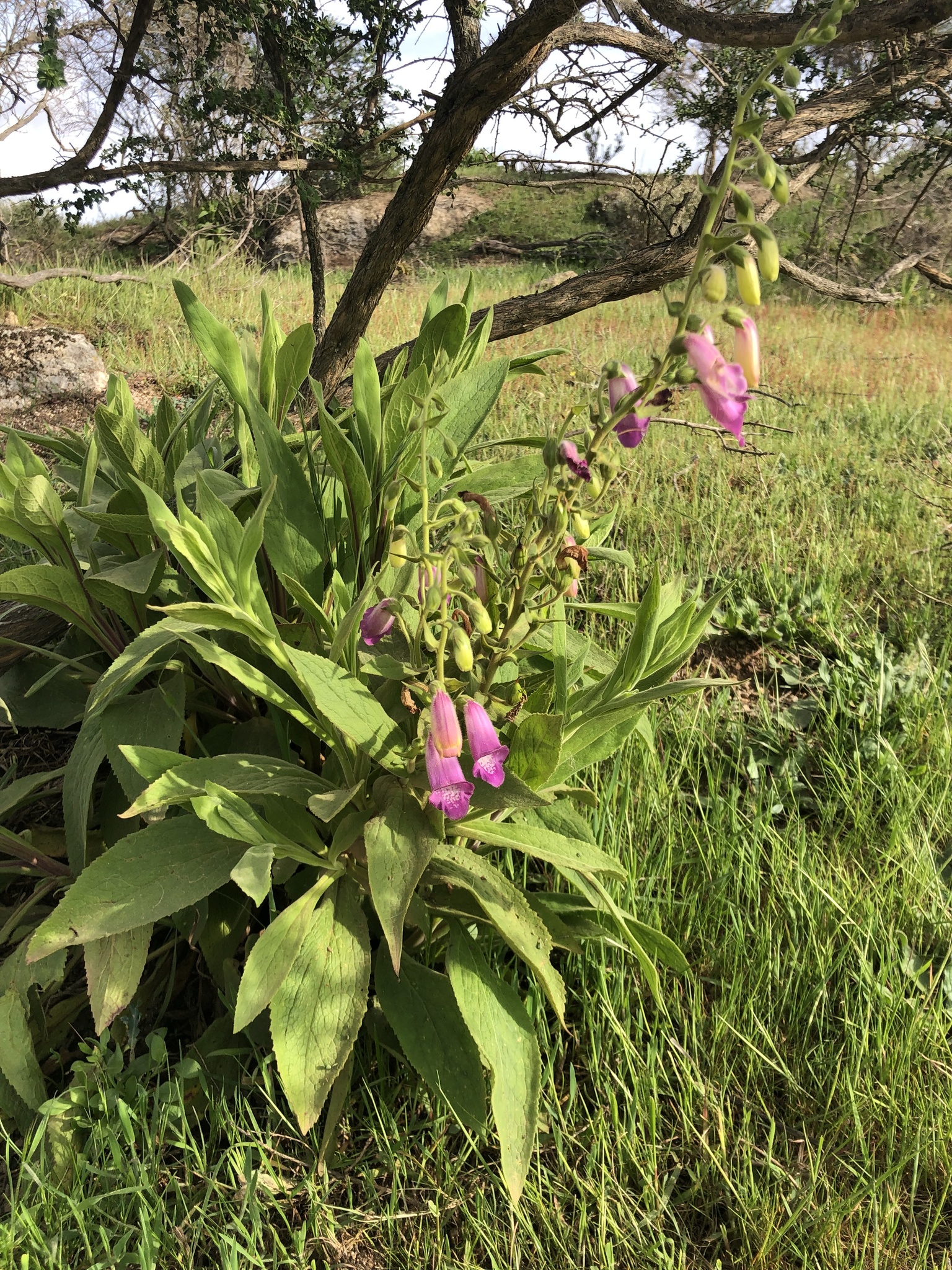 Dedaleira-esbatida (Digitalis thapsi) · BioDiversity4All, image size:1536x2048