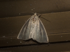 Lophocalama neuritis