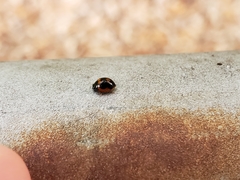 Exochomus marginipennis