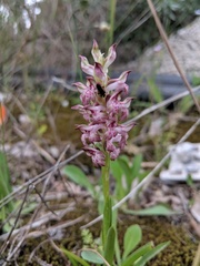Anacamptis coriophora fragrans