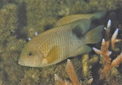 Stegastes punctatus