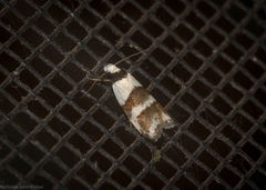 Eulechria triferella