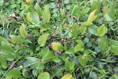 Echinodorus palifolius