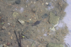 Melanoides tuberculata