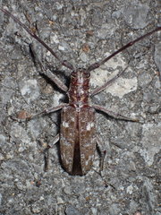 Monochamus carolinensis