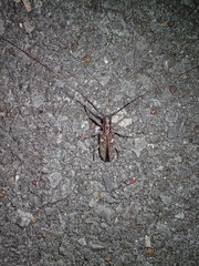 Monochamus carolinensis