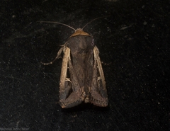 Proteuxoa tortisigna