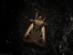 Proteuxoa tortisigna