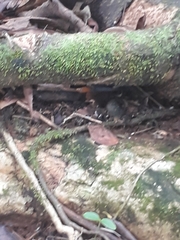 Thuidium peruvianum