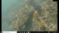 Pseudobalistes naufragium